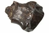 Fossil Nodosaurid (Denversaurus) Tooth - Montana #341032-1